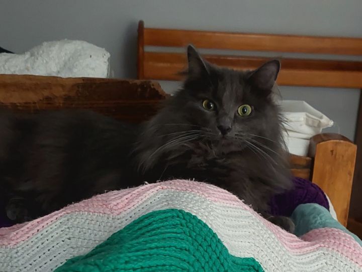 Fuzzy 1