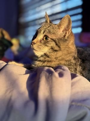 Miso, Young Female Domestic Short Hair