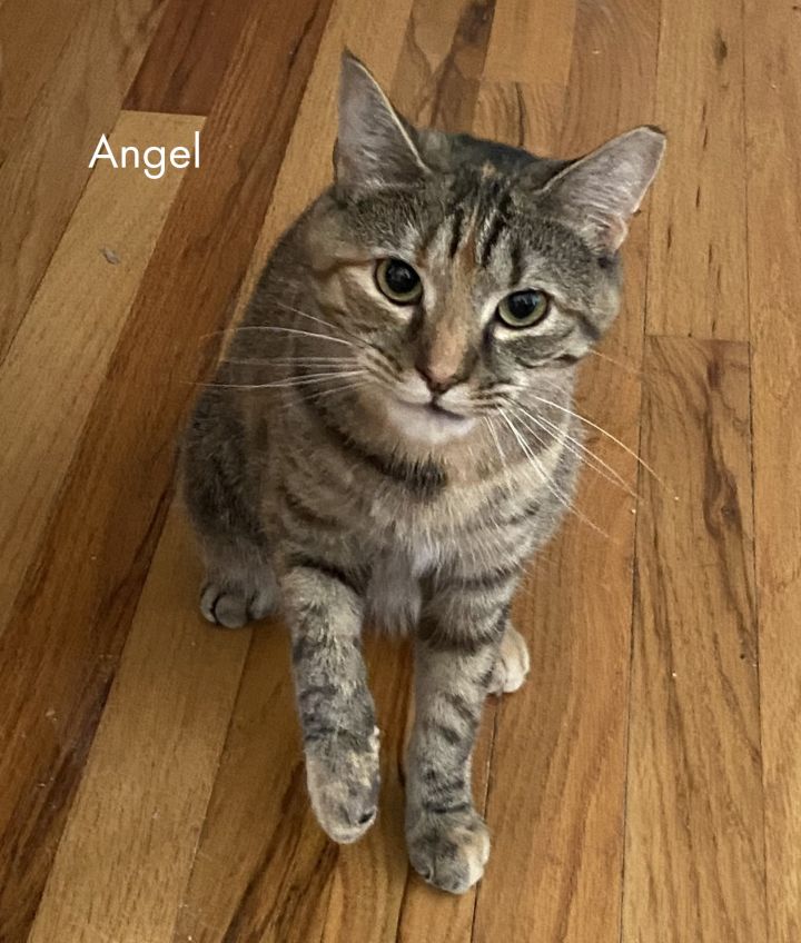 Angel 2