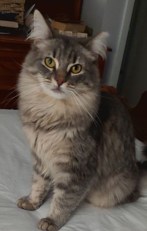 Fluffy