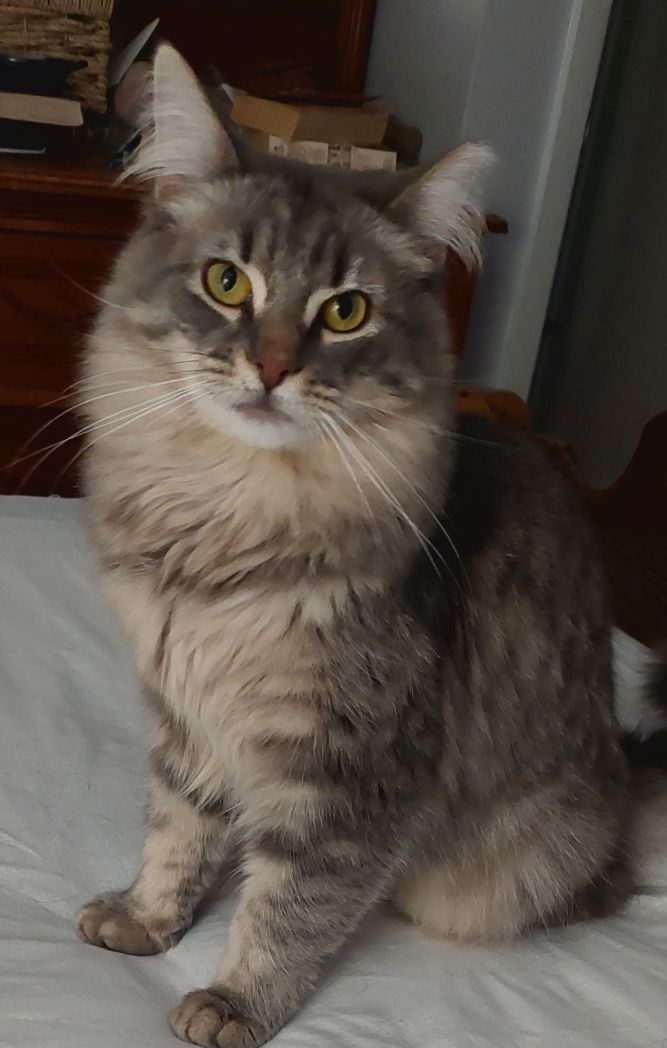 Fluffy