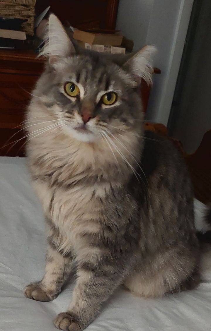 Fluffy 1