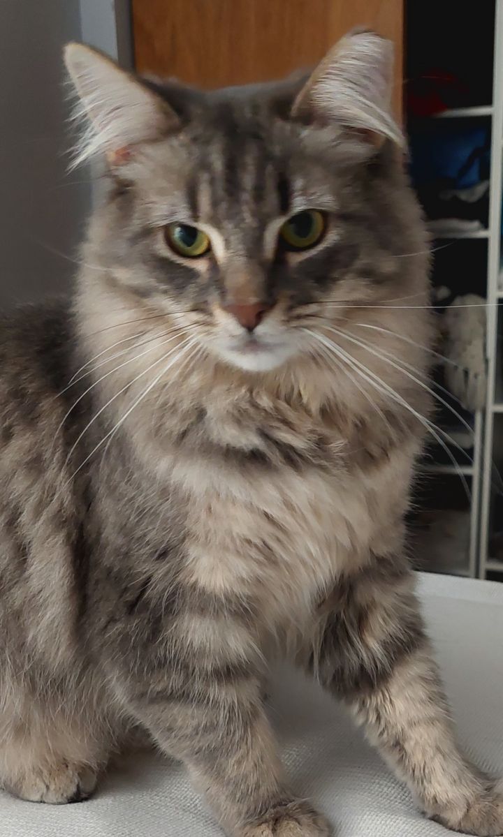 Fluffy 3