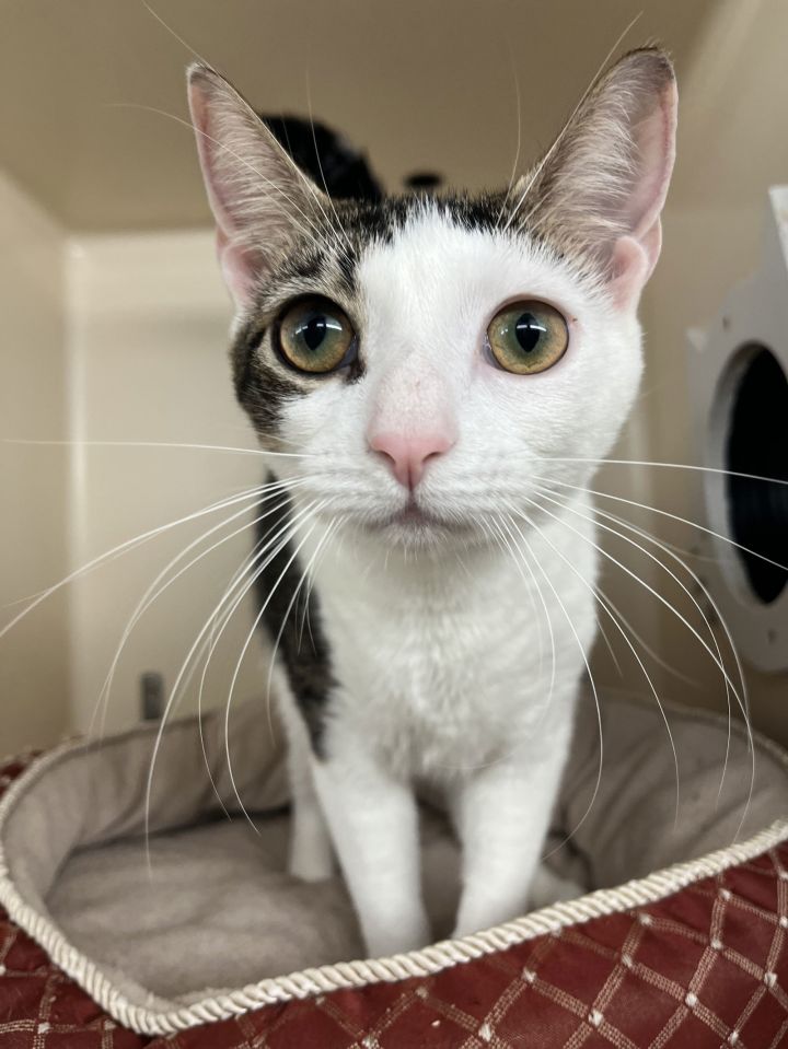 Electra KITTEN KPS 1