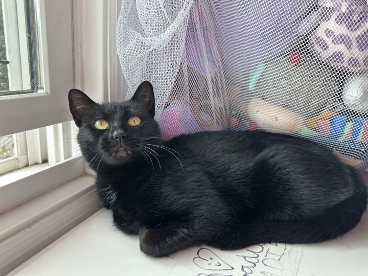 Houdini KITTEN 1