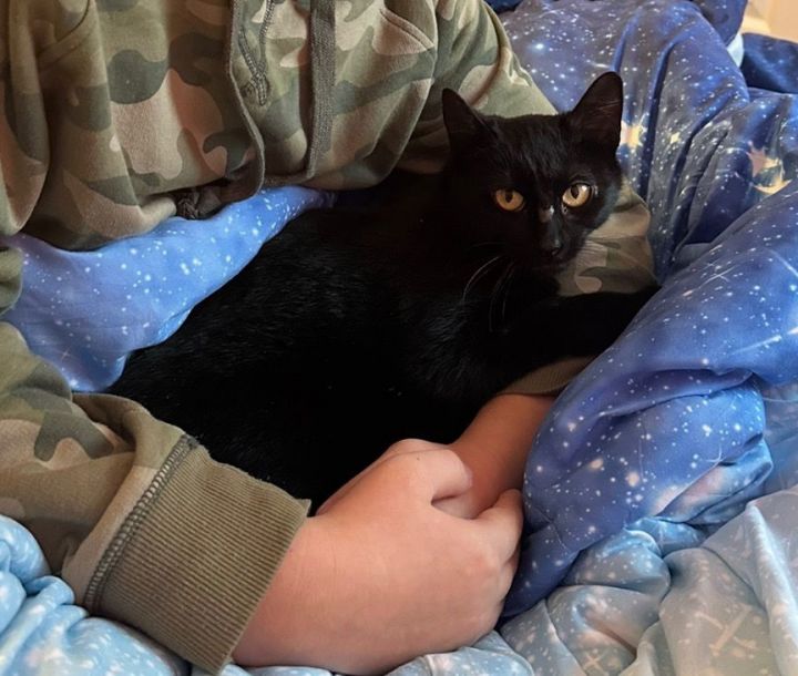 Houdini KITTEN 2