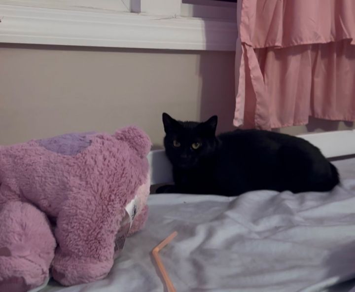 Houdini KITTEN 3