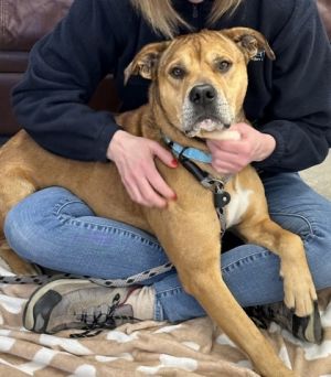 Ellis - Available in Foster