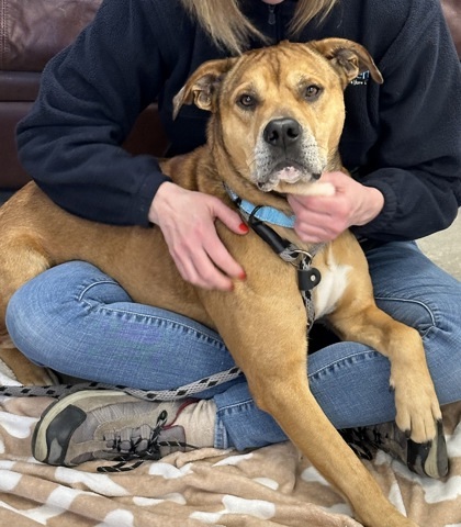Ellis - Available in Foster 1