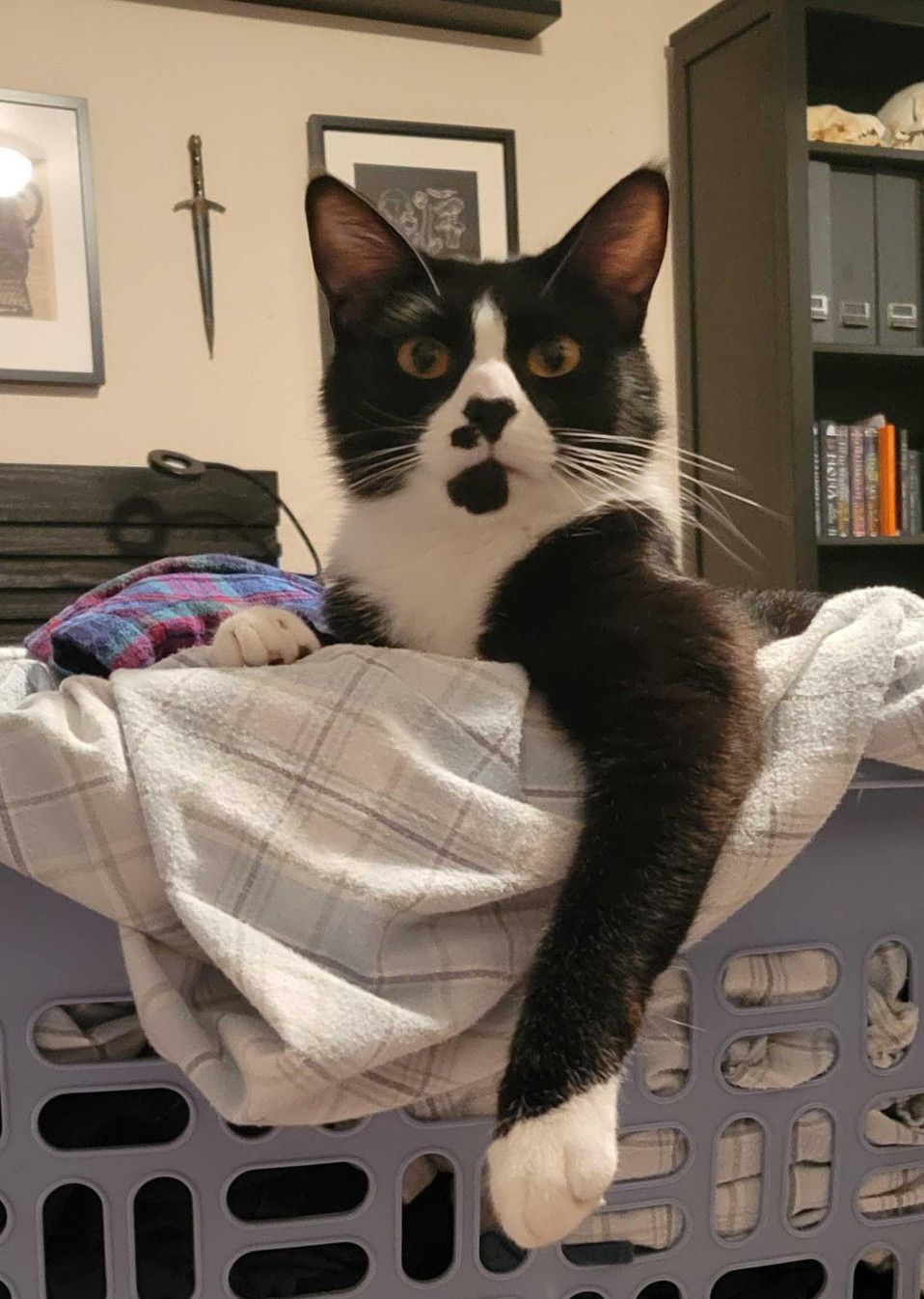 Limerick, an adoptable Domestic Short Hair in Redmond, WA, 98052 | Photo Image 1