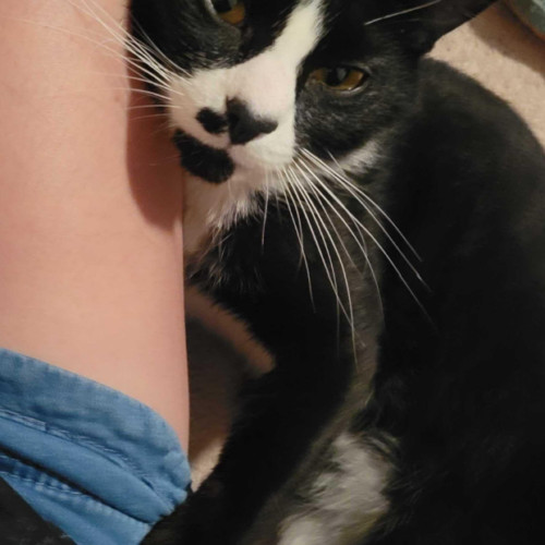 Limerick, an adoptable Domestic Short Hair in Redmond, WA, 98052 | Photo Image 3