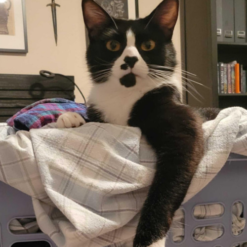 Limerick, an adoptable Domestic Short Hair in Redmond, WA, 98052 | Photo Image 5