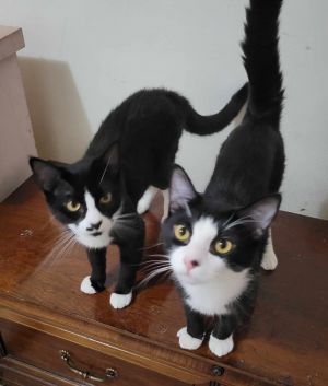 Limerick and Clerihew are part of our Poem Transport This bonded pair of brothers are a sweet pair 