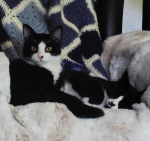 Limerick and Clerihew are part of our Poem Transport This bonded pair of brothers are a sweet pair 