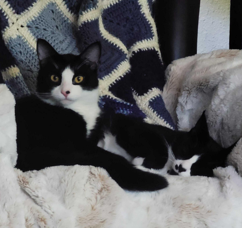 Clerihew, an adoptable Domestic Short Hair in Redmond, WA, 98052 | Photo Image 1