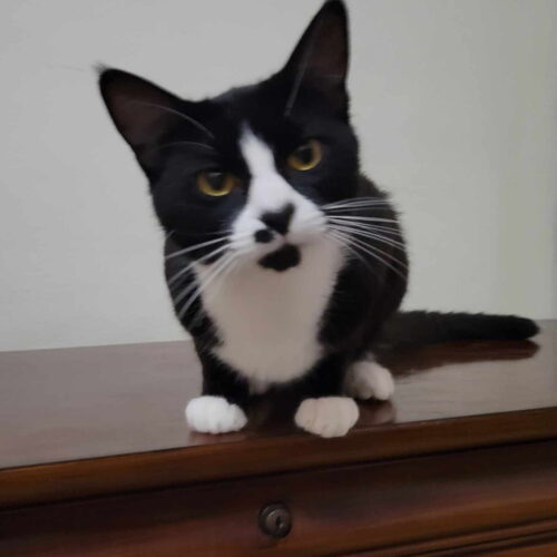 Clerihew, an adoptable Domestic Short Hair in Redmond, WA, 98052 | Photo Image 2