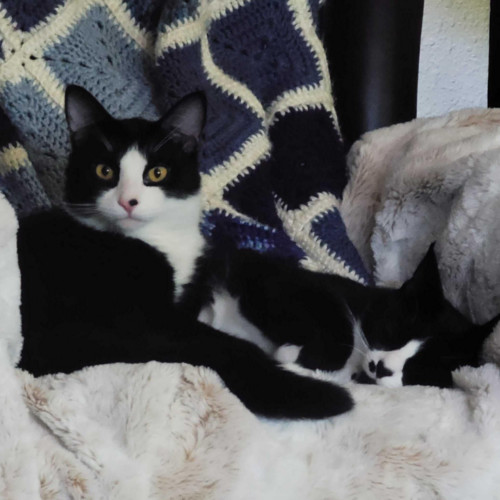 Clerihew, an adoptable Domestic Short Hair in Redmond, WA, 98052 | Photo Image 3