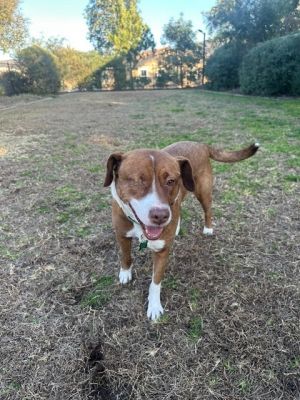 Fergus, Adult Male Mixed Breed