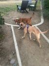 Fergus photo 2