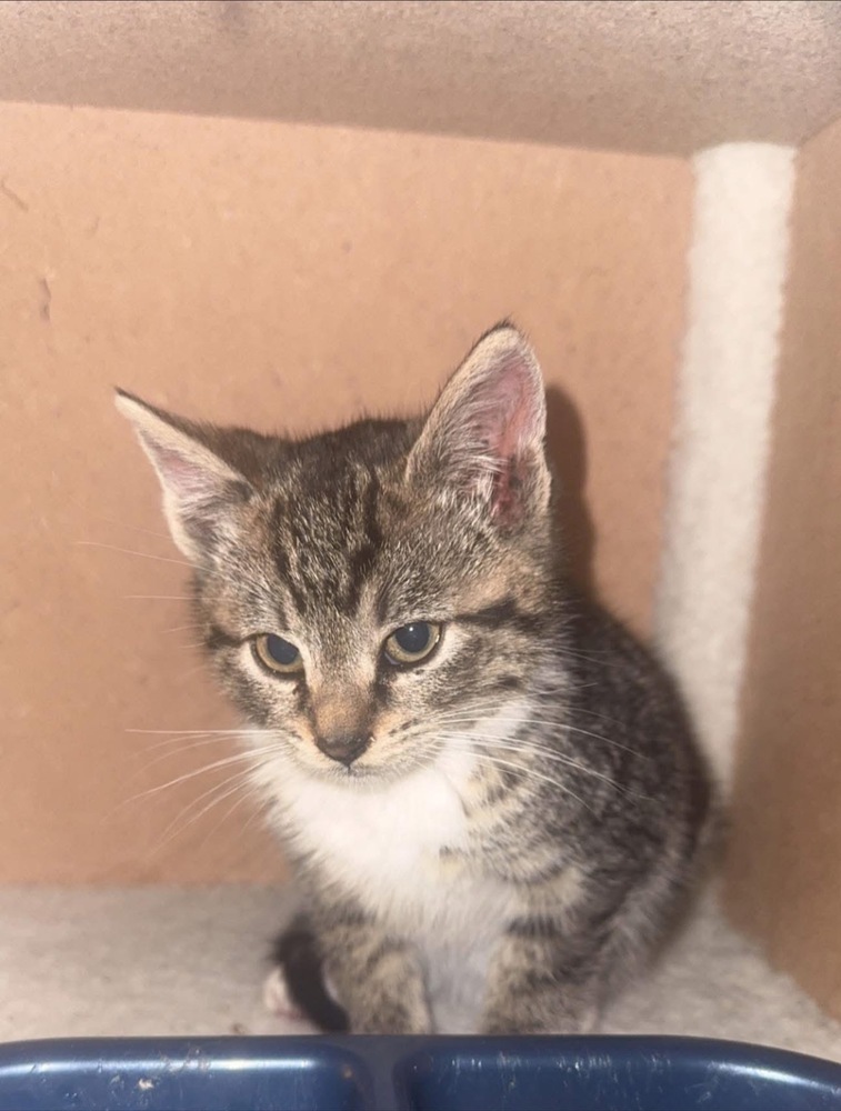 Jacobi, an adoptable Domestic Short Hair in Moses Lake, WA, 98837 | Photo Image 1