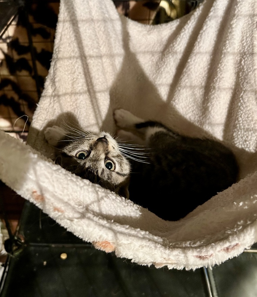 Jacobi, an adoptable Domestic Short Hair in Moses Lake, WA, 98837 | Photo Image 2