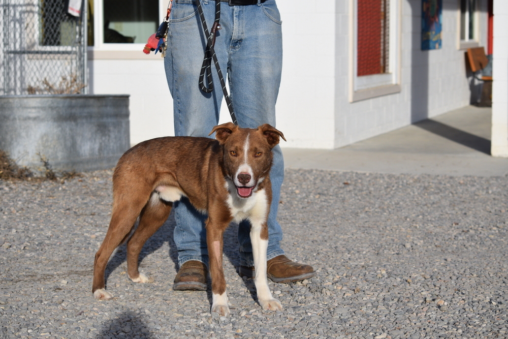 Buck, an adoptable Cattle Dog in Salmon, ID, 83467 | Photo Image 2