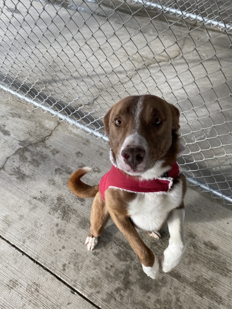 Buck, an adoptable Cattle Dog in Salmon, ID, 83467 | Photo Image 4