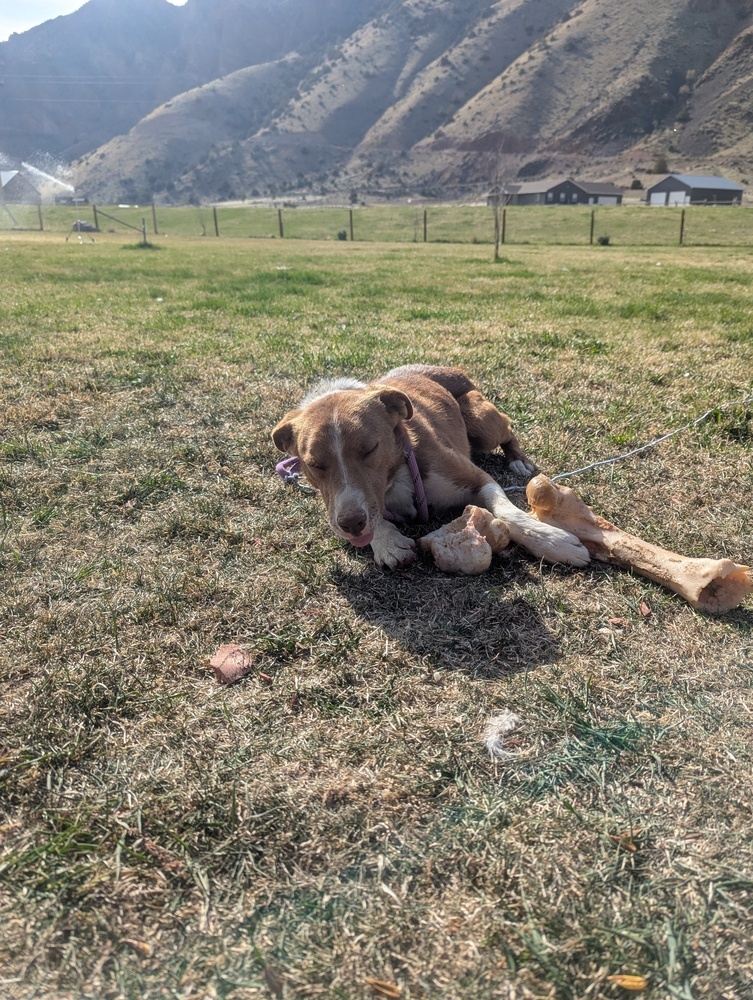 Buck, an adoptable Cattle Dog in Salmon, ID, 83467 | Photo Image 5