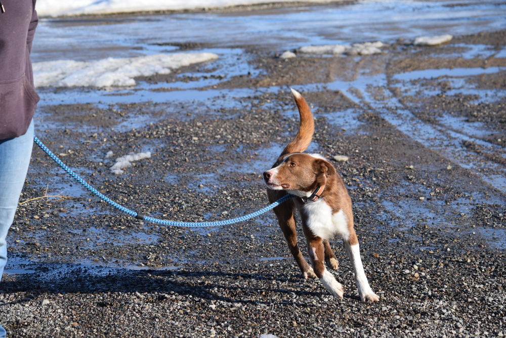 Buck, an adoptable Cattle Dog in Salmon, ID, 83467 | Photo Image 6