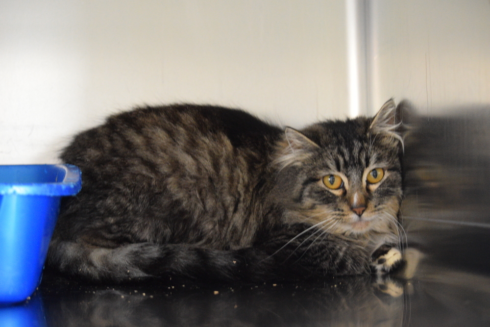 Alvin, an adoptable Domestic Long Hair in Salmon, ID, 83467 | Photo Image 1