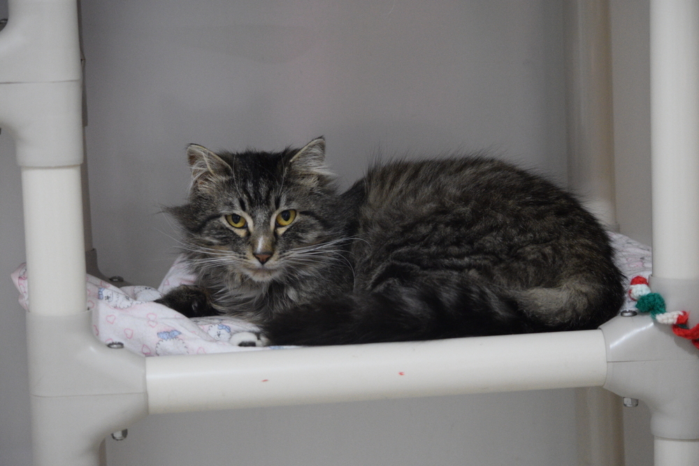 Alvin, an adoptable Domestic Long Hair in Salmon, ID, 83467 | Photo Image 1