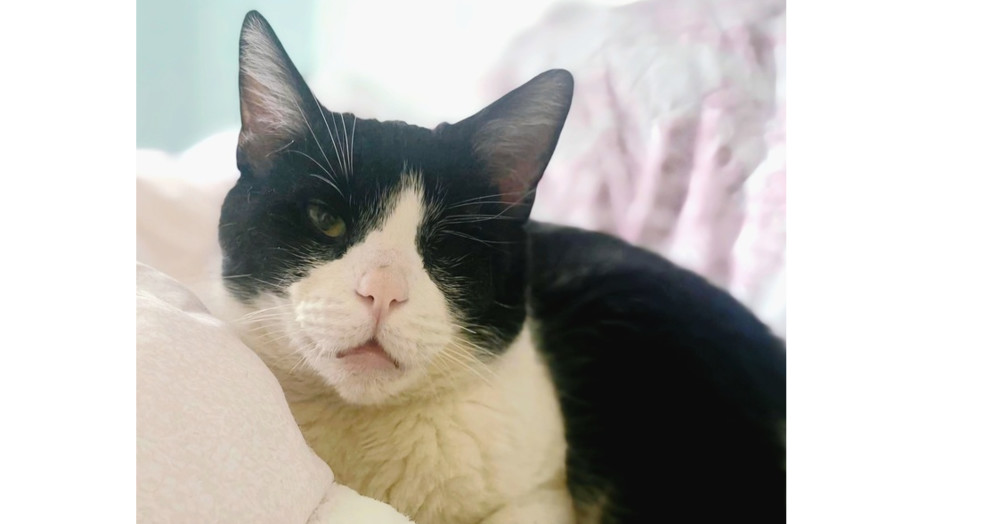 Kringle ( Tom Tom)