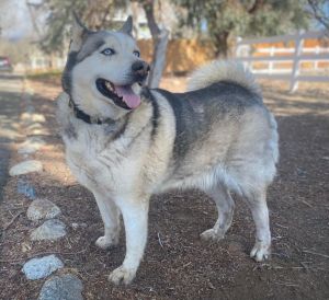 Ike, Adult Male unknown
