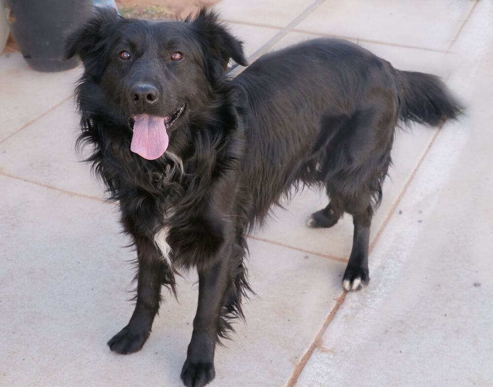 Enzo, an adoptable Cattle Dog in Page, AZ, 86040 | Photo Image 1
