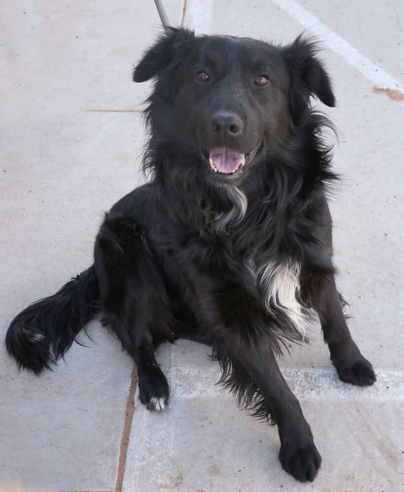 Enzo, an adoptable Cattle Dog in Page, AZ, 86040 | Photo Image 2
