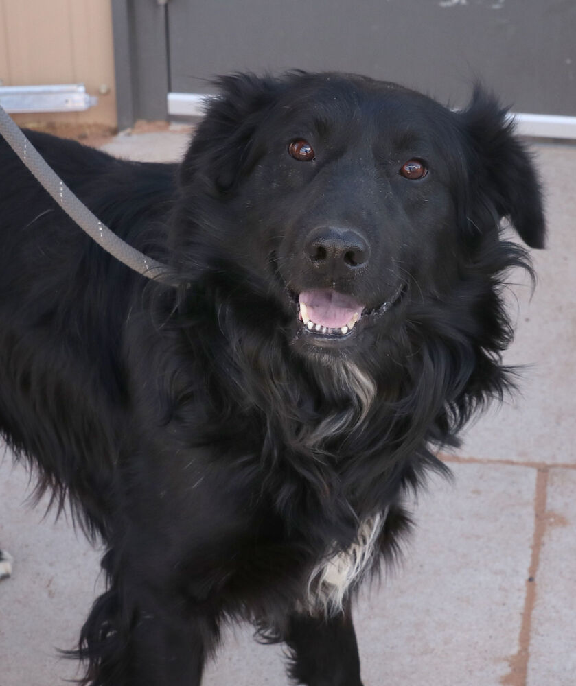 Enzo, an adoptable Cattle Dog in Page, AZ, 86040 | Photo Image 3