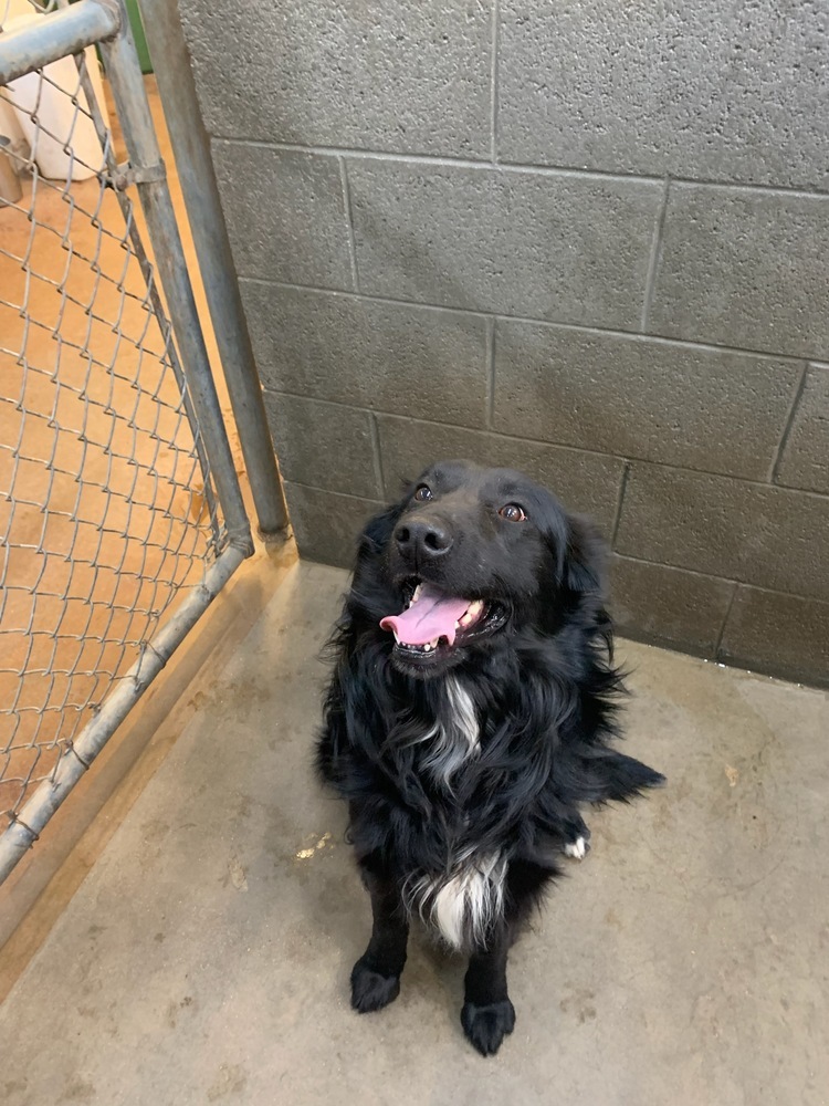 Enzo, an adoptable Cattle Dog in Page, AZ, 86040 | Photo Image 4