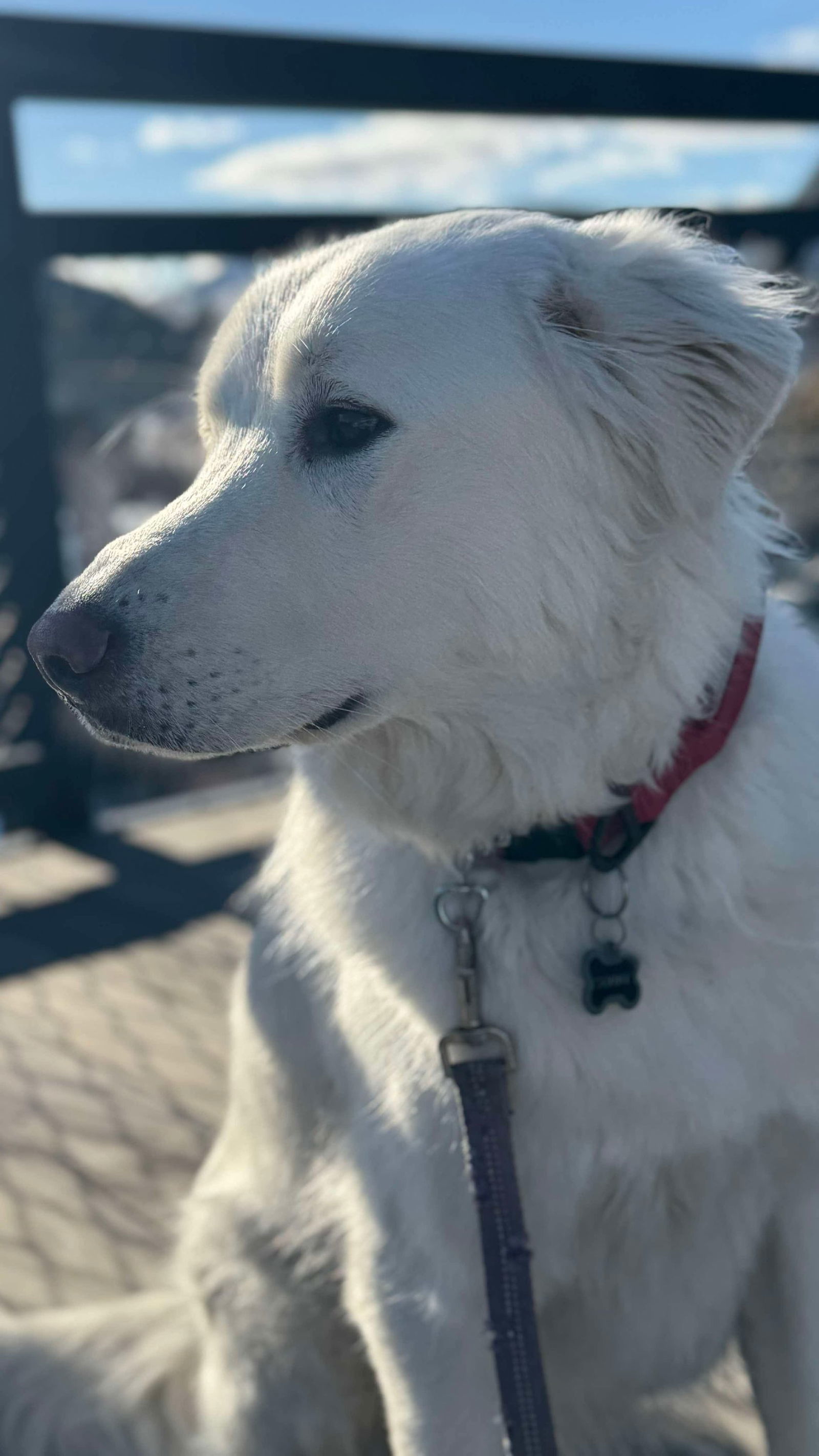 Sunny, an adoptable Great Pyrenees in Hamilton, MT, 59840 | Photo Image 1