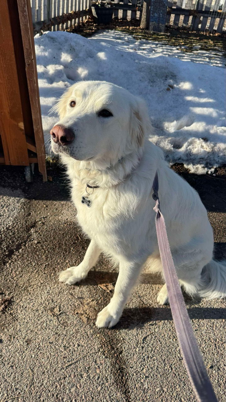 Sunny, an adoptable Great Pyrenees in Hamilton, MT, 59840 | Photo Image 2