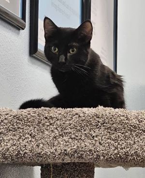 Cats for Adoption Near Glendale, AZ | Petfinder