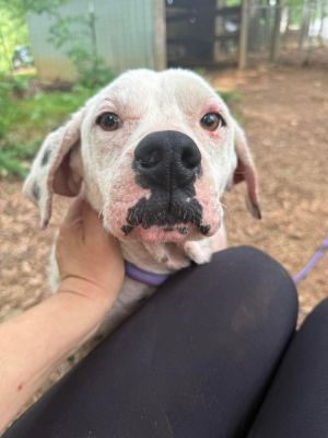 Lillian (GA) Labrador Retriever Dog