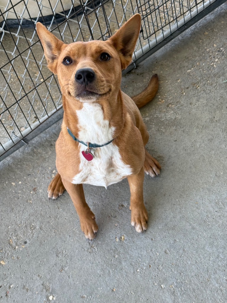 Darla