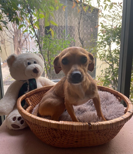 Ruffnut