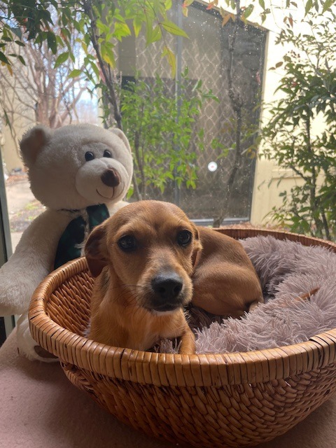 Ruffnut