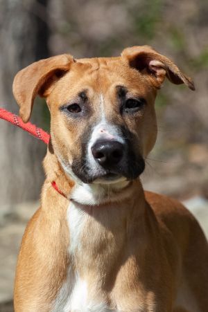 Silas, Young Male Boxer