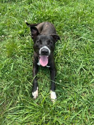 Bob Barker, Young Male Pit Bull Terrier