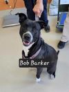 Bob Barker photo 2