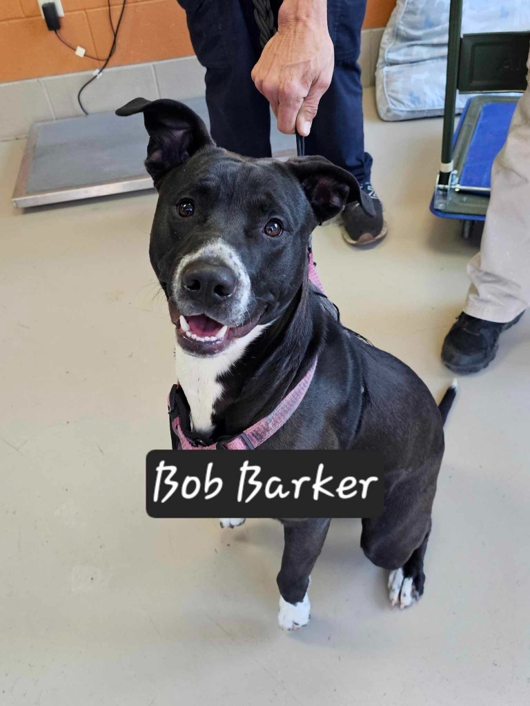 Bob Barker