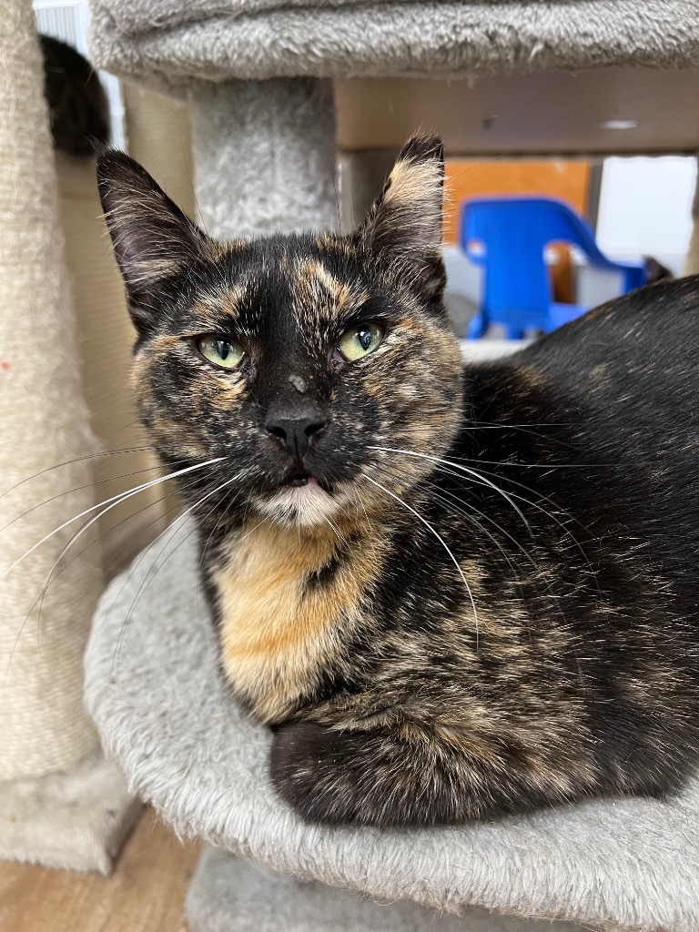 Apricot, an adoptable Domestic Short Hair in Corpus Christi, TX, 78414 | Photo Image 1