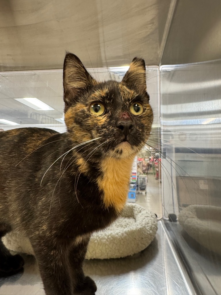 Apricot, an adoptable Domestic Short Hair in Corpus Christi, TX, 78414 | Photo Image 2